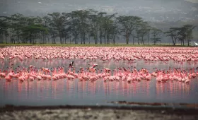 Фламинго в Накуру