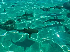 Лимонови акули в Кабо Верде