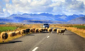 Овце в Исландия