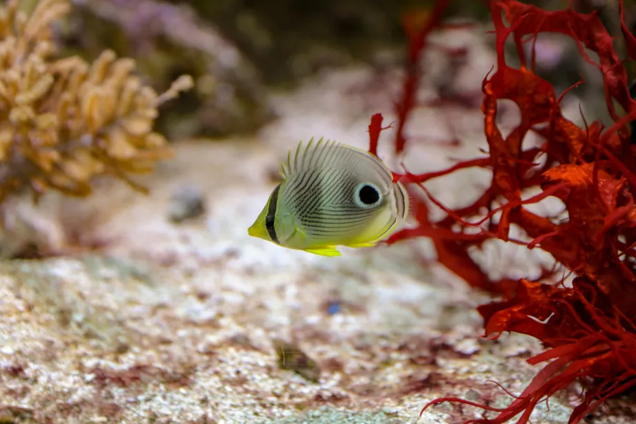 Аквариум Shedd