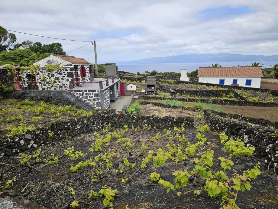 Лозови масиви Lava, Ribeirinha