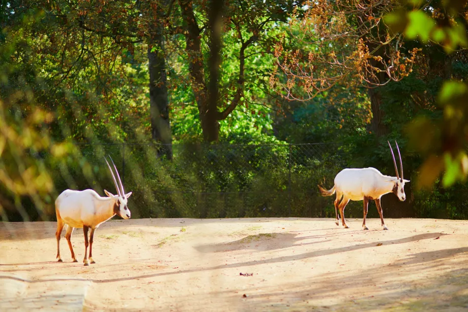 Зоологическа градина в Jardin des Plantes