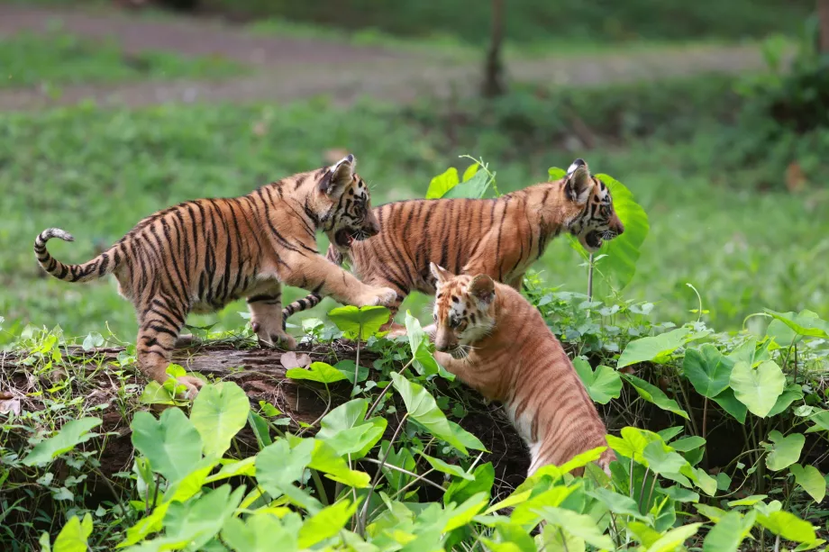 Зоологическа градина Ragunan