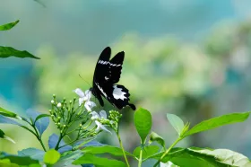 Градината на пеперудите