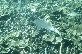 Гмуркане с шнорхел в Тиоман и акула